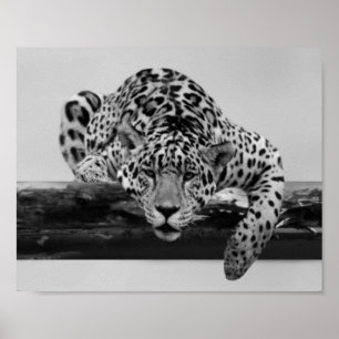 Leopard i svartvitt poster