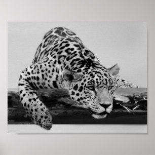 Leopard i svartvitt poster