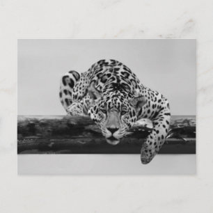 Leopard i svartvitt vykort