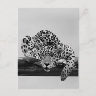 Leopard i svartvitt vykort