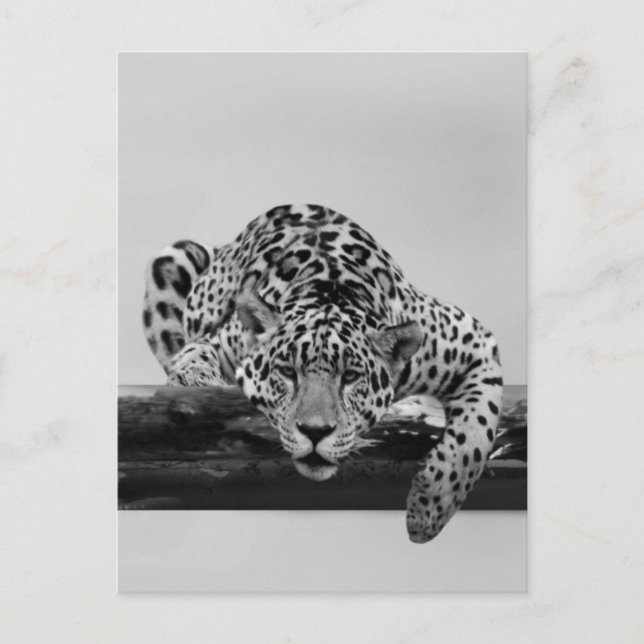 Leopard i svartvitt vykort (Framsida)