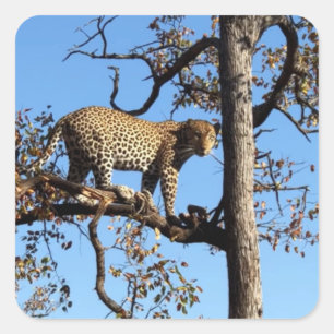 Leopard i Träd i Afrika Fyrkantigt Klistermärke