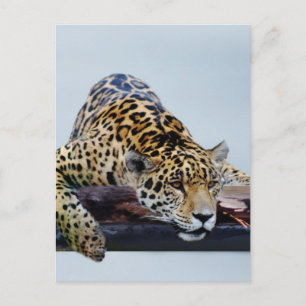 Leopard i träd II Vykort