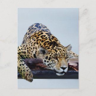 Leopard i träd II Vykort
