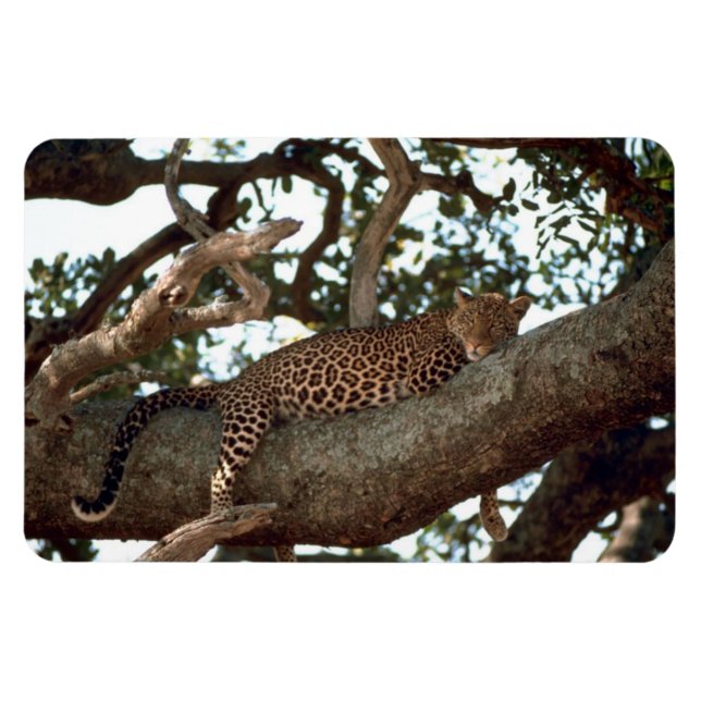 LEOPARD I TRÄD MAGNET (Horisontell)