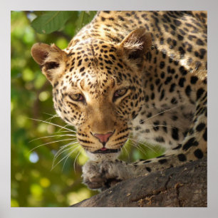 Leopard i träd poster