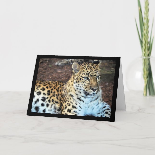 Leopard i vila kort (Framsida)