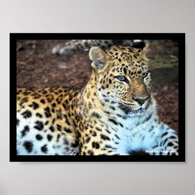 Leopard i vila poster (Framsidan)