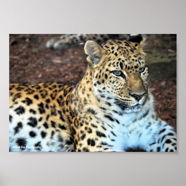 Leopard i vila poster (Framsidan)