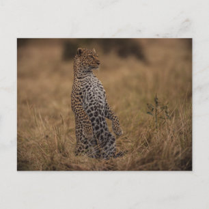 Leopard i Vilden Vykort