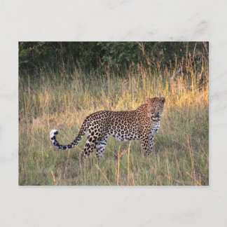 Leopard in Savanna Postcard Vykort
