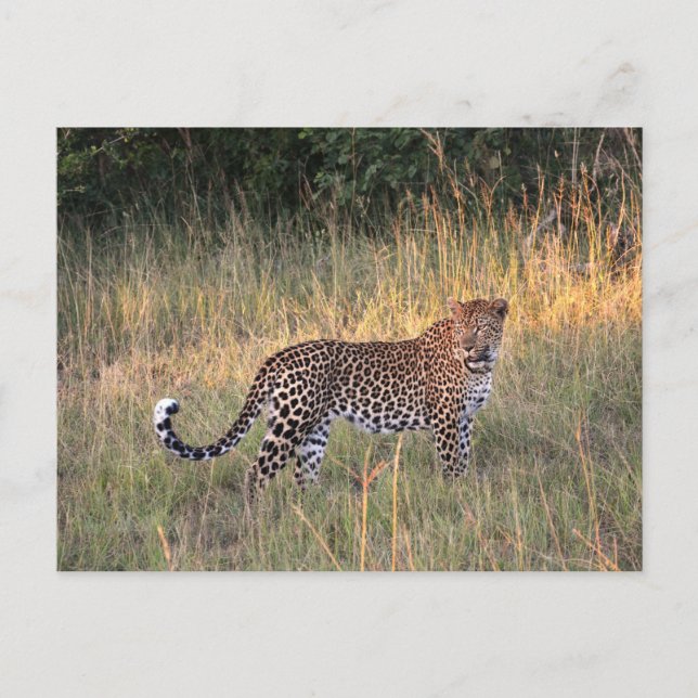 Leopard in Savanna Postcard Vykort (Framsida)