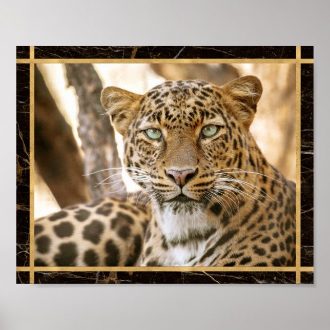 Leopard Kat Foto Bild Print Affisch (Framsidan)