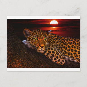 leopard katt postkort vykort