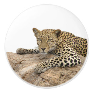 Leopard keramik Knob, höger (Drag för skåp) Knopp