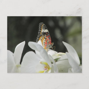 Leopard Lacume Butterfly on White Orchid Postcar Vykort