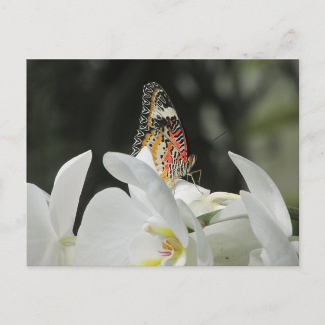 Leopard Lacume Butterfly on White Orchid Postcar Vykort (Framsida)