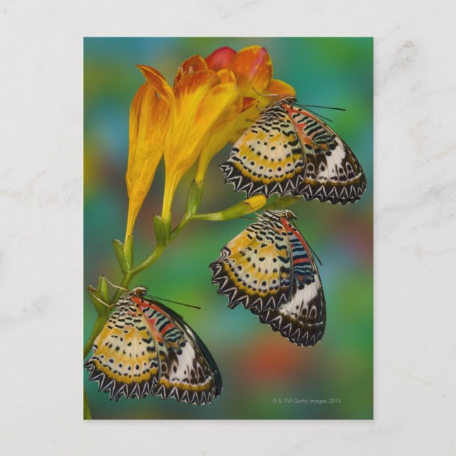 Leopard Laktming tropiska butterflies (Cethosia) Vykort (Framsida)
