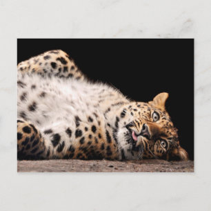 Leopard Lapping på hennes rygg Vykort