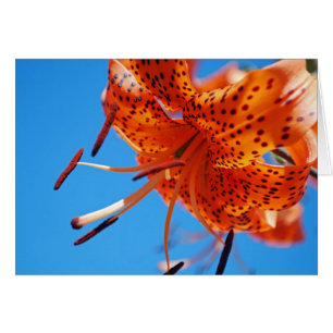 Leopard lily hälsningskort