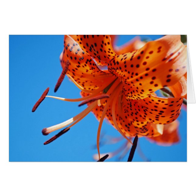 Leopard lily hälsningskort (Framsidan Horizontal)
