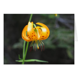 Leopard lily, Sequoia nationalpark OBS Kort