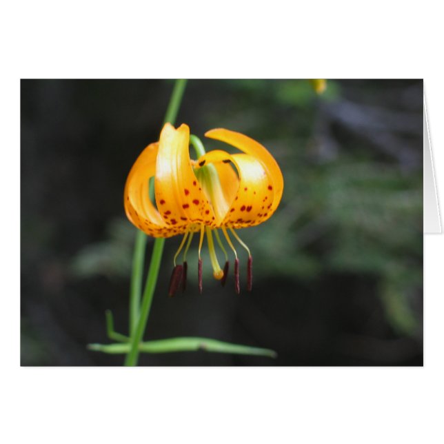 Leopard lily, Sequoia nationalpark OBS Kort (Framsidan Horizontal)