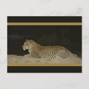 Leopard ljugande på postkort för sandbankar vykort