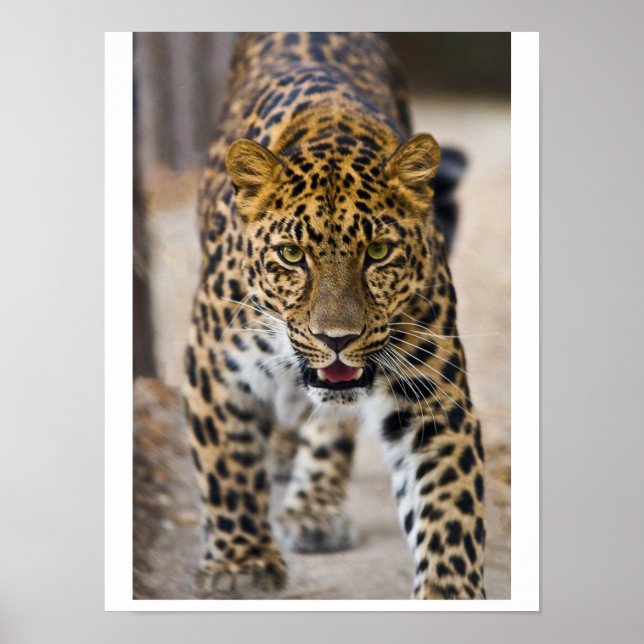 Leopard Löpande Fotograf Poster (Framsidan)