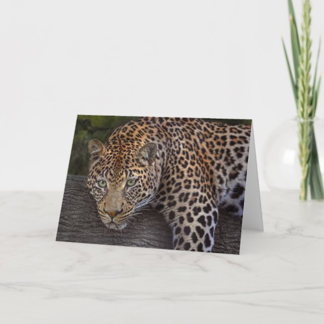 Leopard Lounging Kort (Framsida)