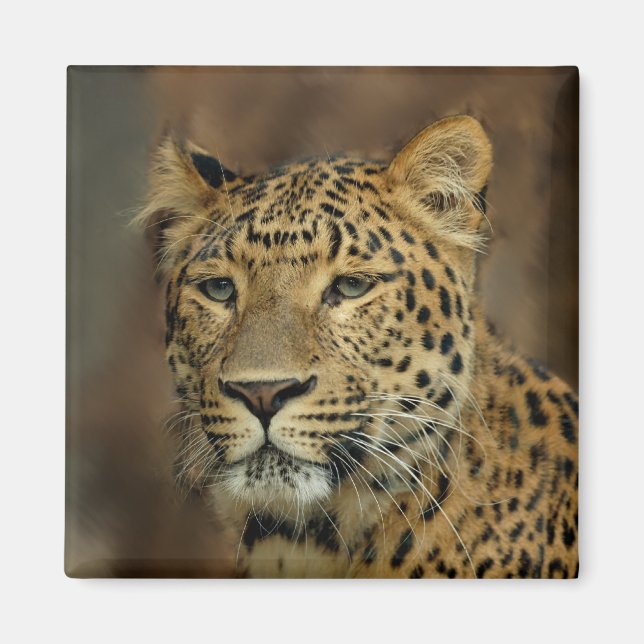 leopard magnet (Framsidan)