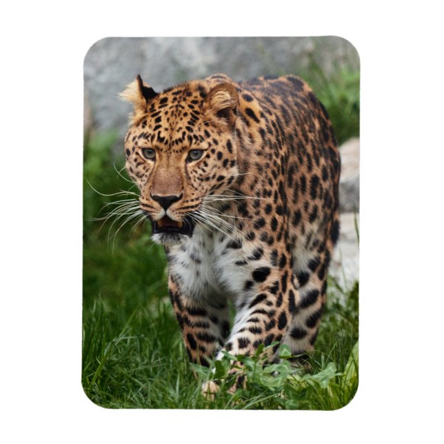 Leopard Magnet (Vertikal)
