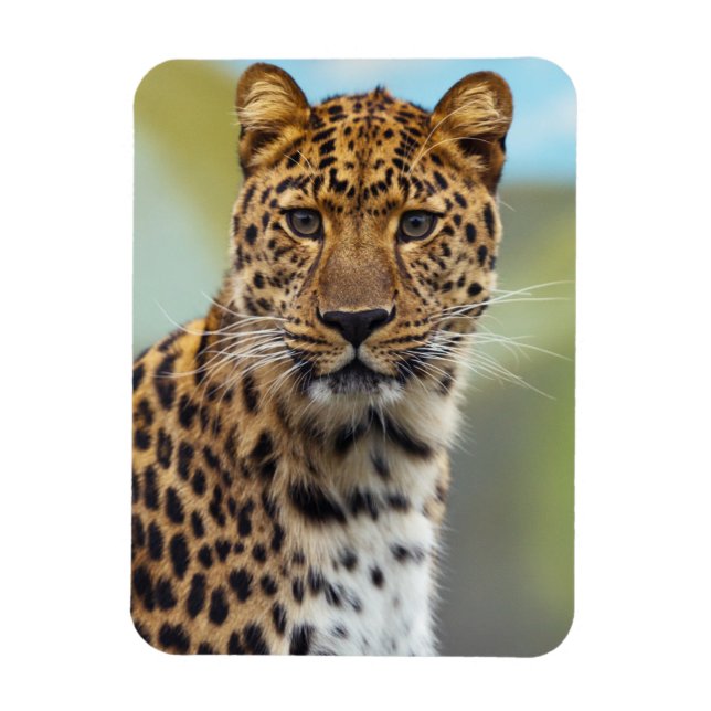 Leopard Magnet (Vertikal)