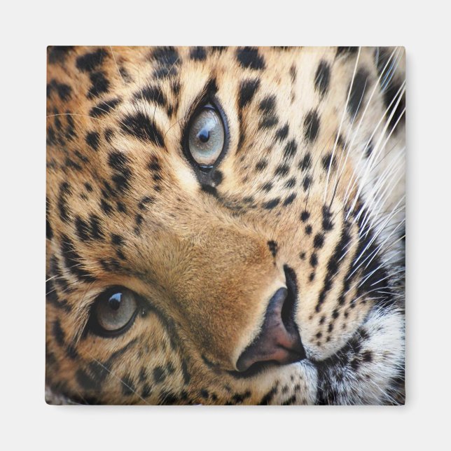 Leopard Magnet (Framsidan)