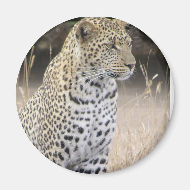 leopard magnet (Framsidan)