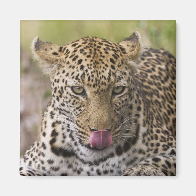 Leopard Magnet (Framsidan)