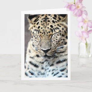 Leopard med slutna ögon kort