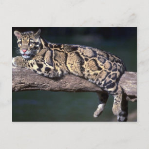 Leopard-moln i loggboken vykort