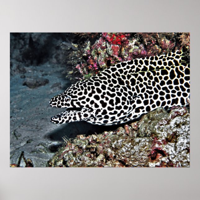 Leopard Moray Eel Poster (Framsidan)