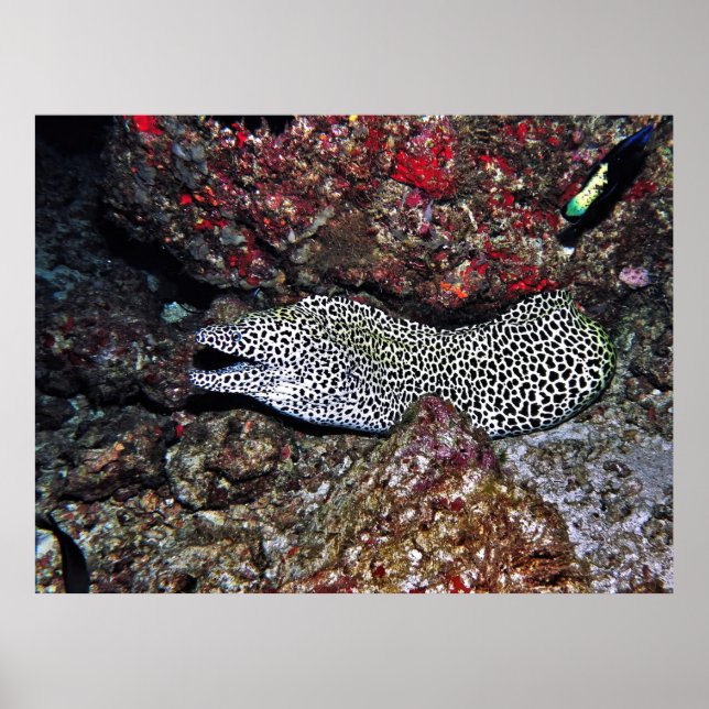 Leopard Moray Poster (Framsidan)