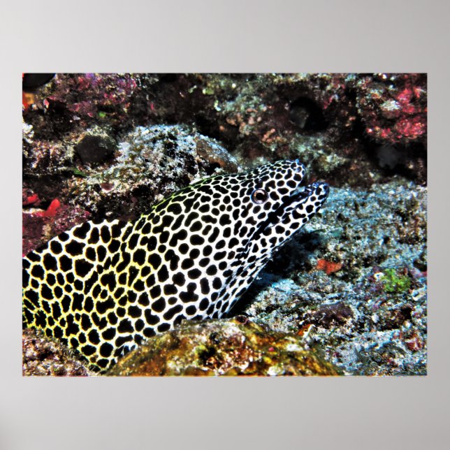 Leopard Moray VII Poster (Framsidan)