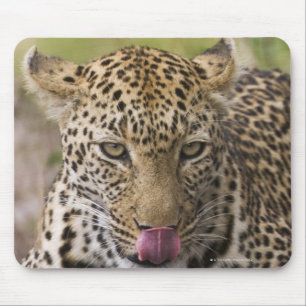 Leopard Musmatta