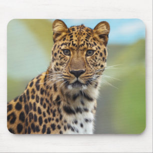 Leopard Musmatta