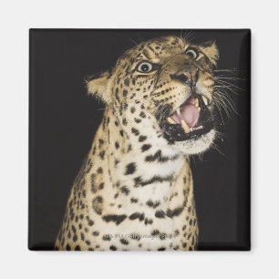 Leopard mycket magnet