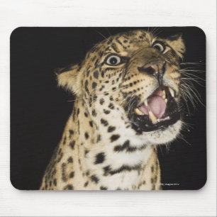 Leopard mycket musmatta