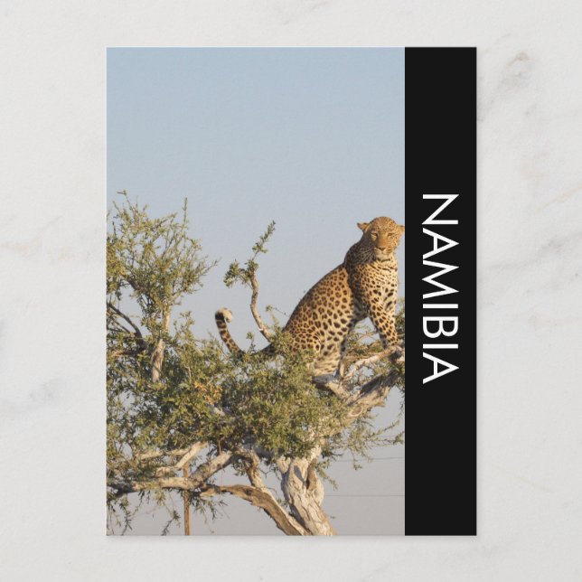 Leopard, Namibia vykort (Framsida)