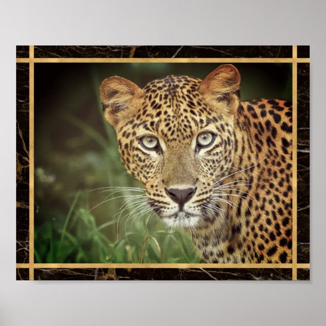 Leopard Närbild Ansikte Foto Bild Affisch (Framsidan)
