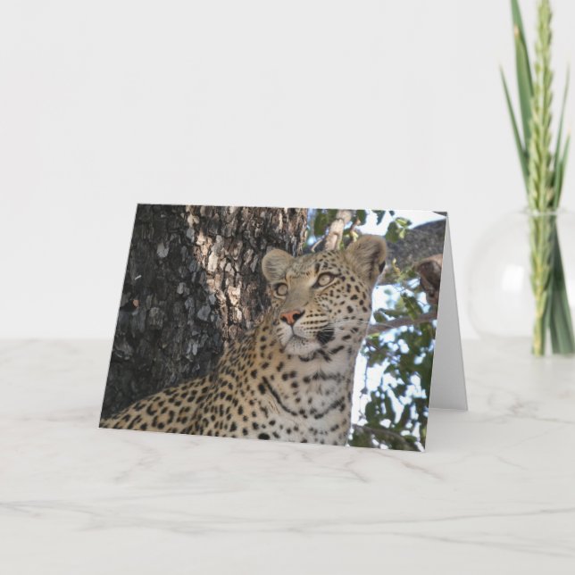 LEOPARD NÄRbild  Kort (Framsida)