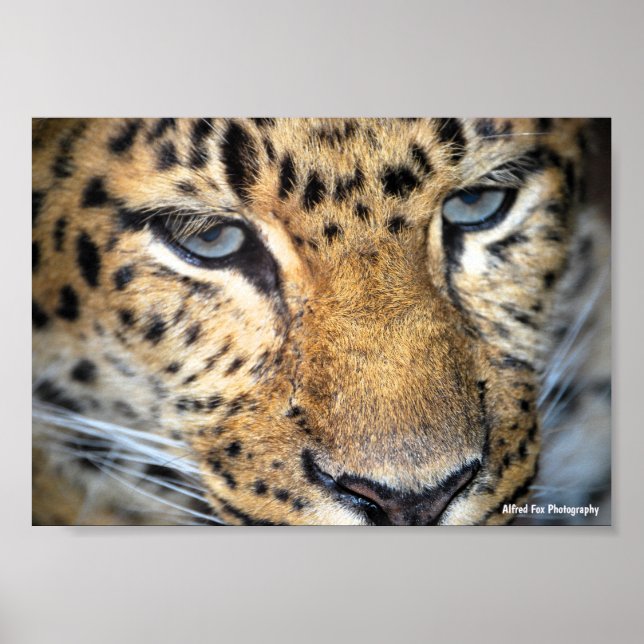 Leopard närbild poster (Framsidan)