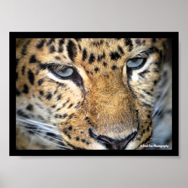 Leopard närbild poster (Framsidan)